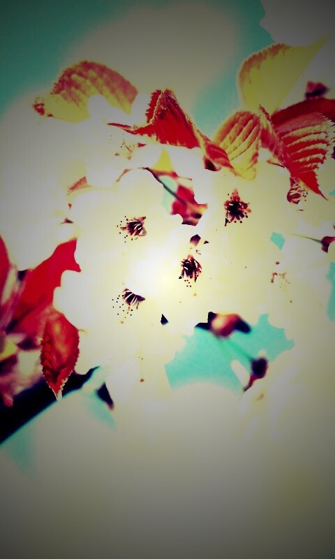 Белые цветы вишни обои