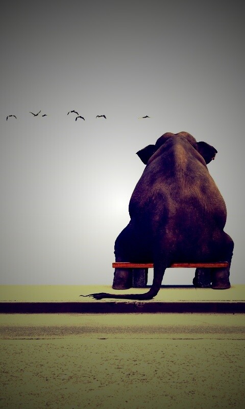 Слон на табуретке обои