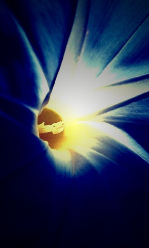 Нежный голубой цветок обои