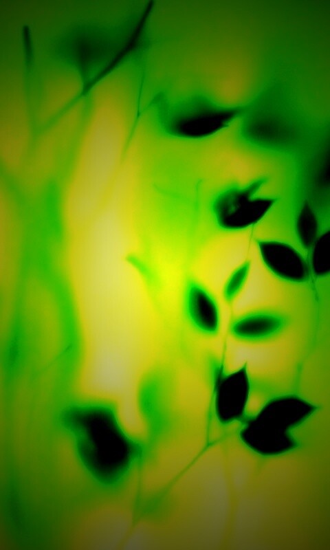 Зелень за стеклом обои