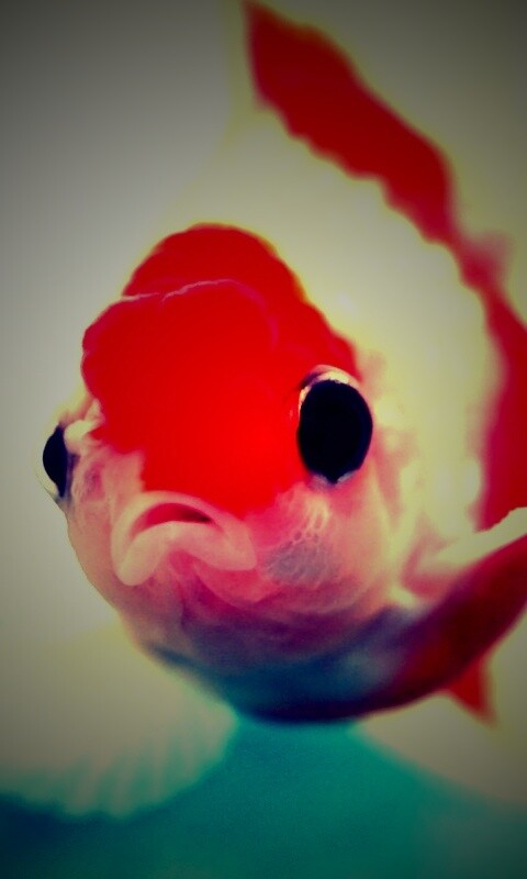 Аквариумная золотая рыбка обои