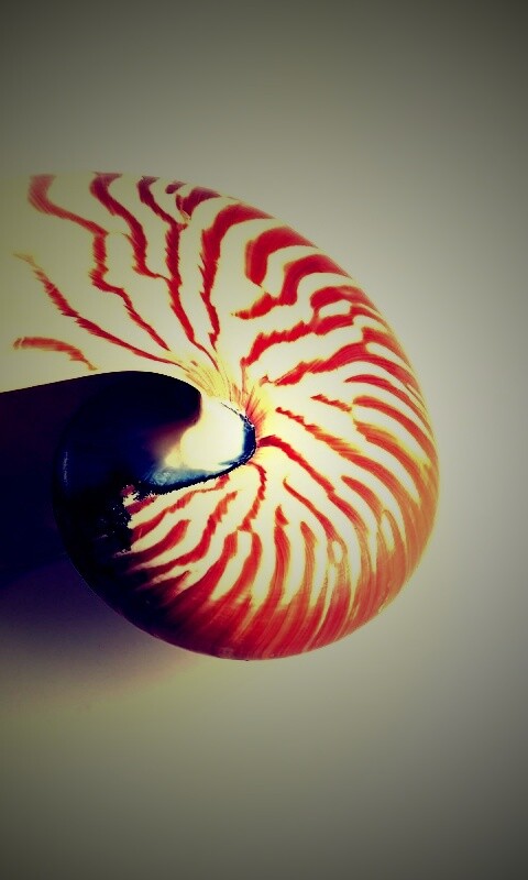 Ракушка в полоску обои