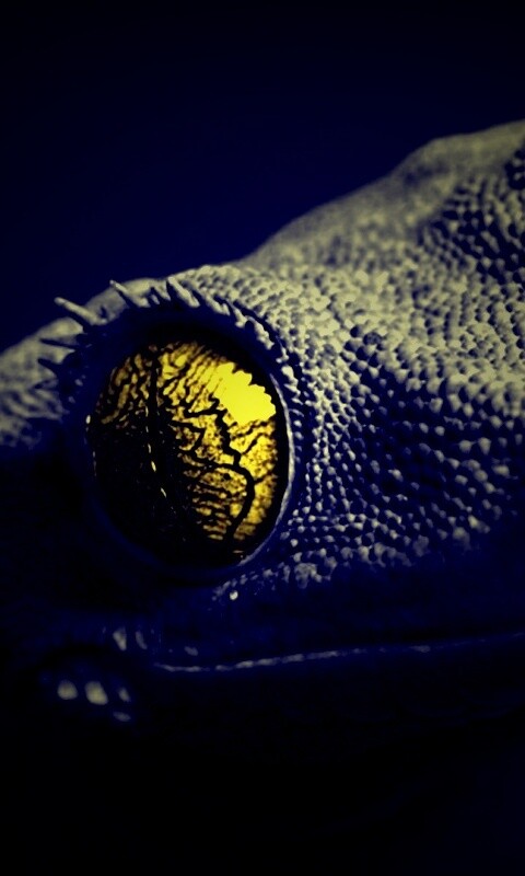 Ящерка обои