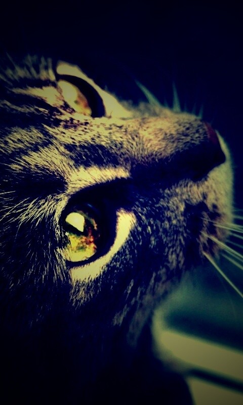 Кот с желтыми глазами обои