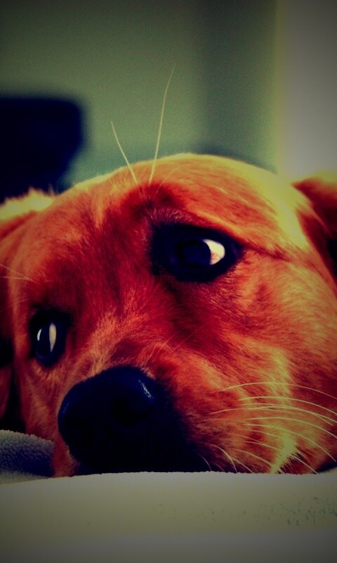 Лабрадор-ретривер обои