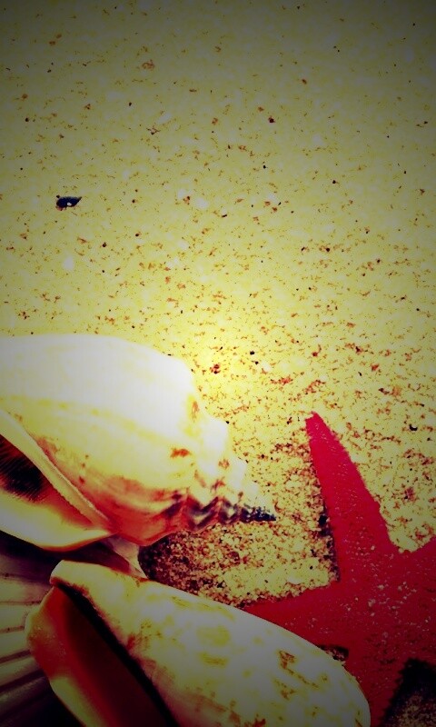 Морские раковины и звезды обои