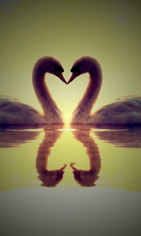 Влюблённые лебеди обои