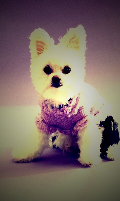 Собачка в свитере обои