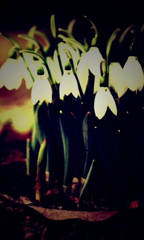 Подснежники - весенние цветы обои