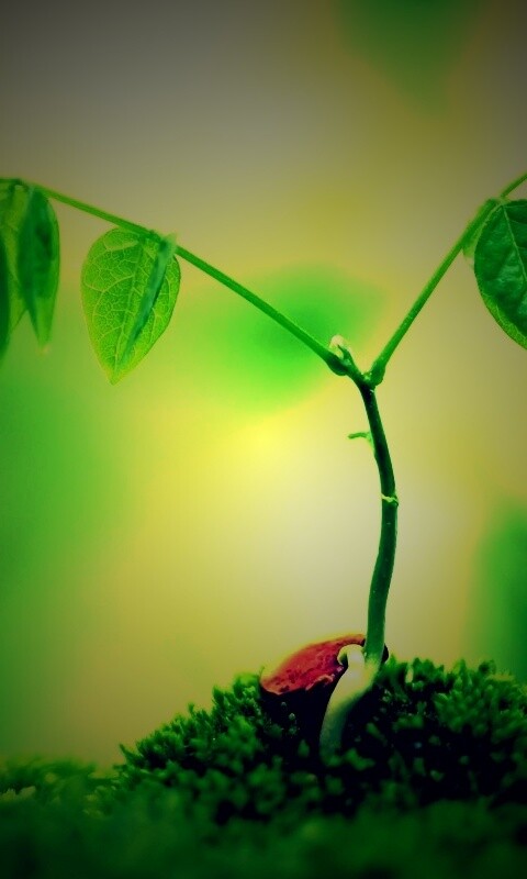 Молодой росток обои