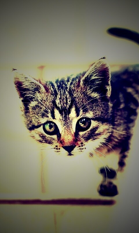 Коётнок выглядвает обои