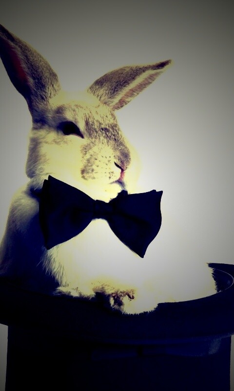 Кролик в цилиндре фокусника обои