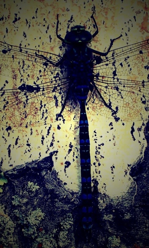 Стрекоза на дереве обои