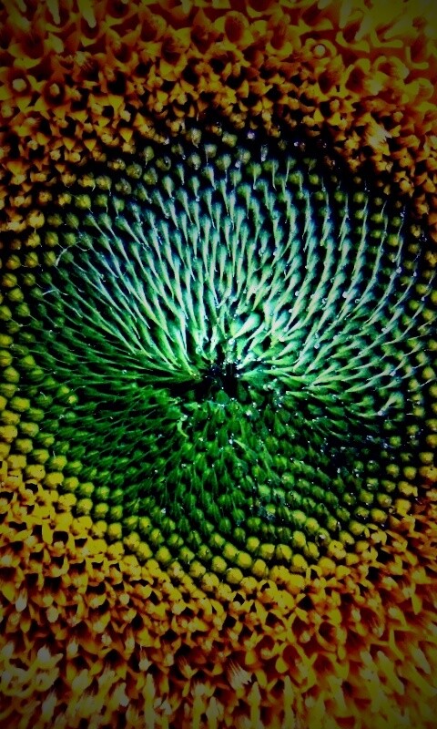 Недозревший подсолнух обои