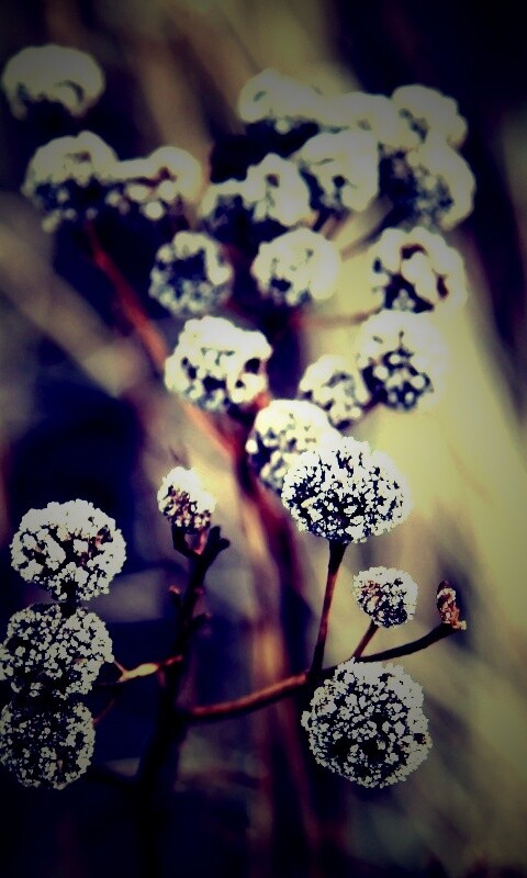 Ледяные цветы обои