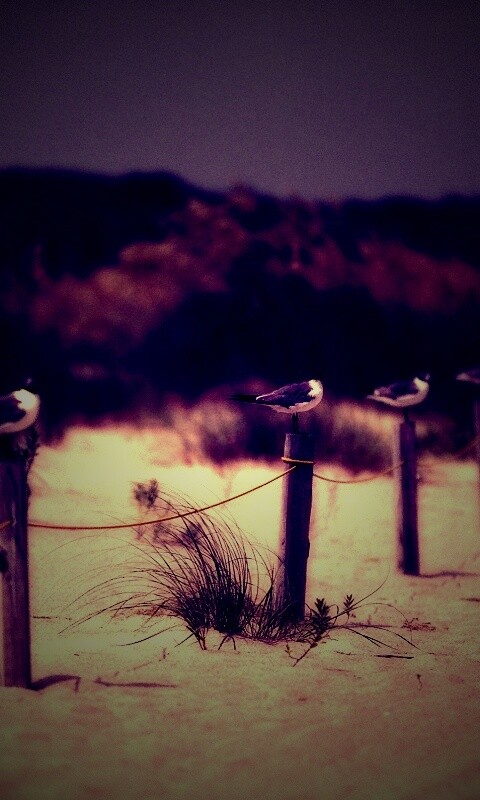 Птички на столбиках обои