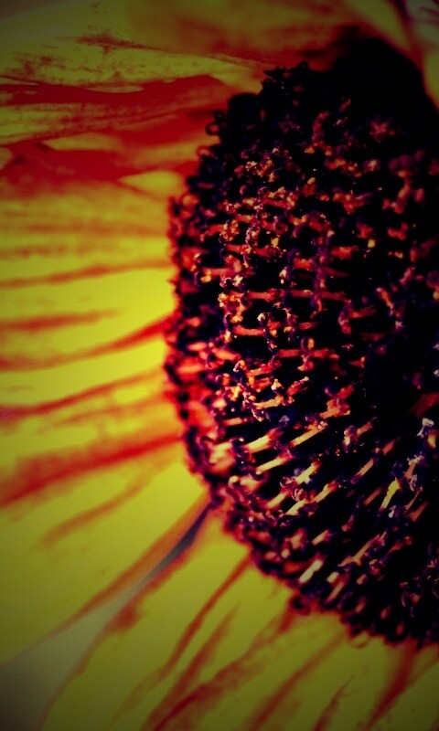 Подсолхну осенью обои