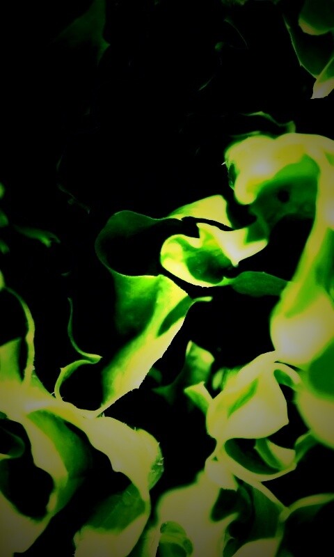 Зеленая листва обои