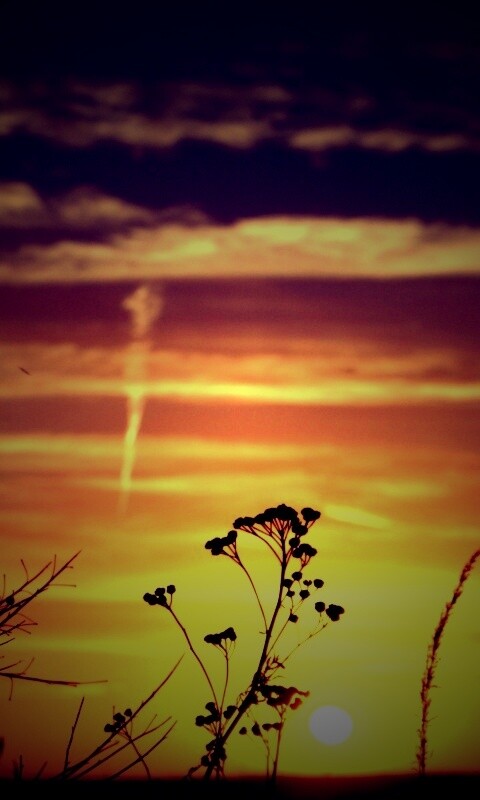 Степной закат обои