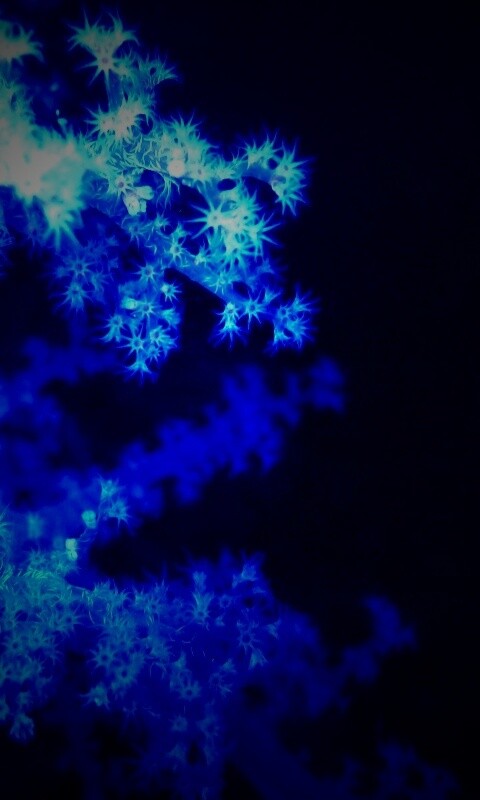 Кораллы обои