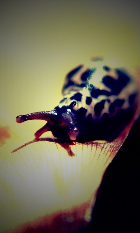 Ползущая улитка обои