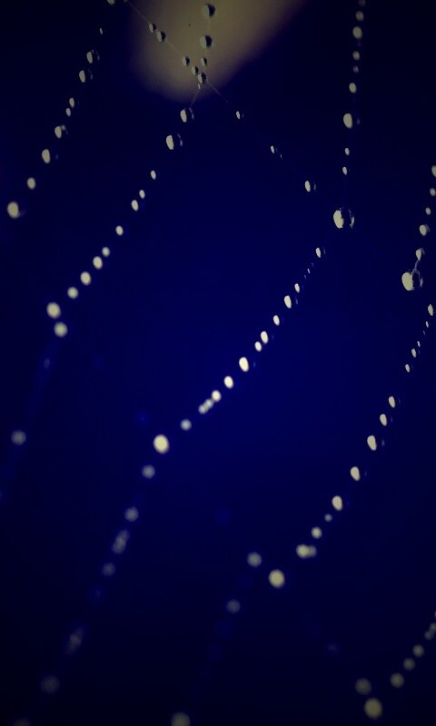 Паучья сеть обои