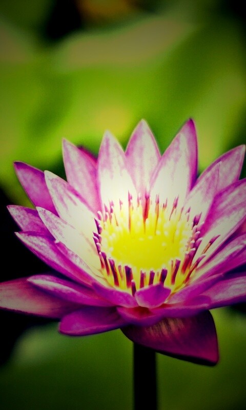 Фиолетовый цветок обои