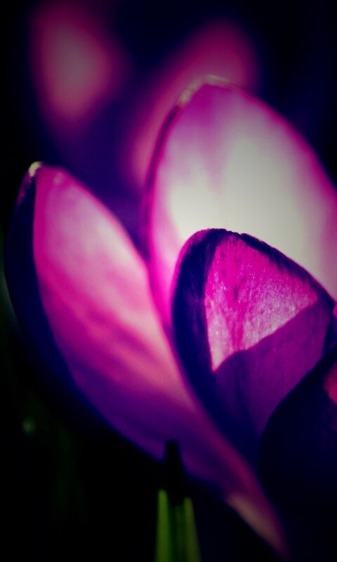 Фиолетовый крокус обои