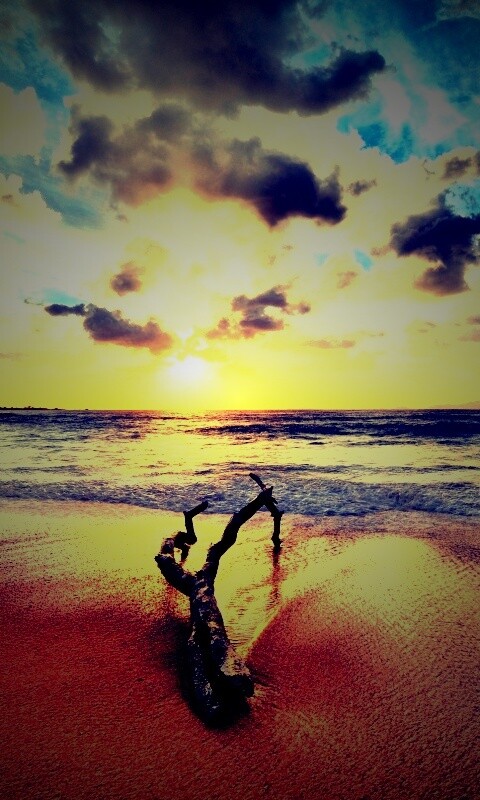 Коряга на пляже обои