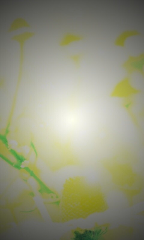 Летние цветы в лучах света обои