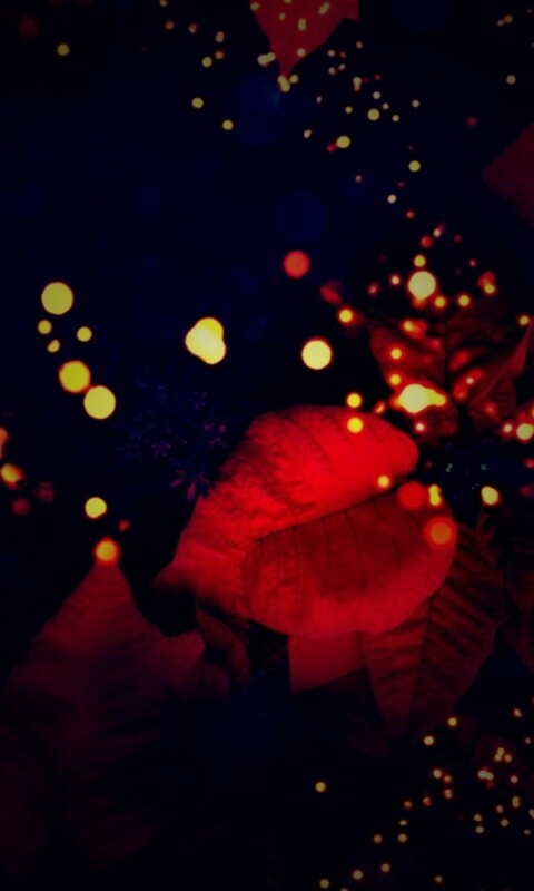 Бархатные лепестки обои