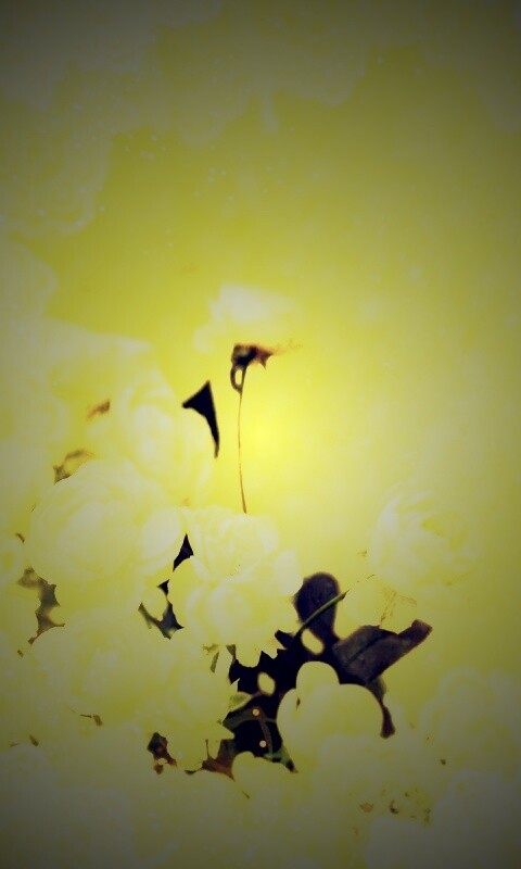 Бежевые кружева и розы обои