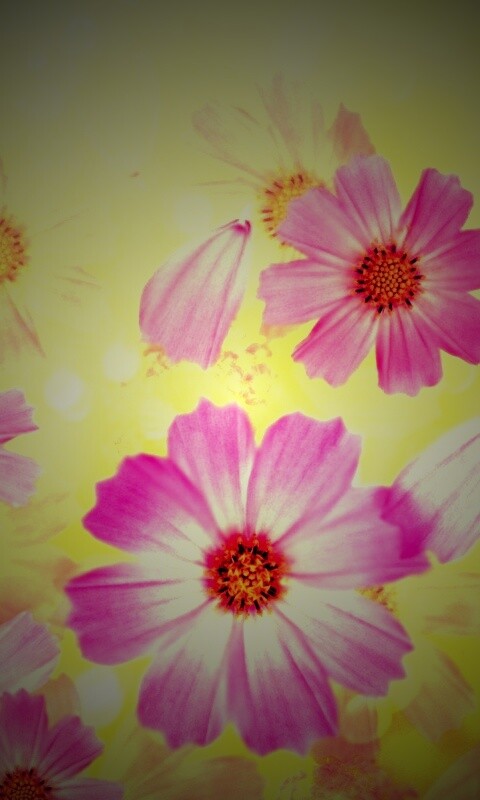 Цветочки обои