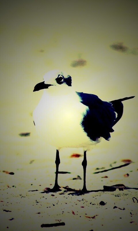 Важная чайка обои