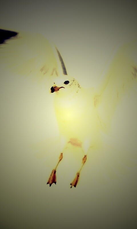 Гордая белая птица обои