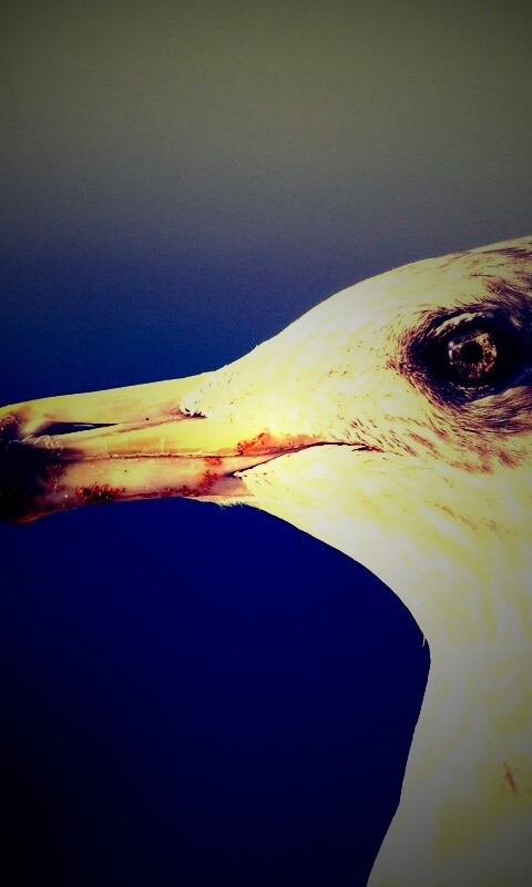 Птичка с длинным клювом обои