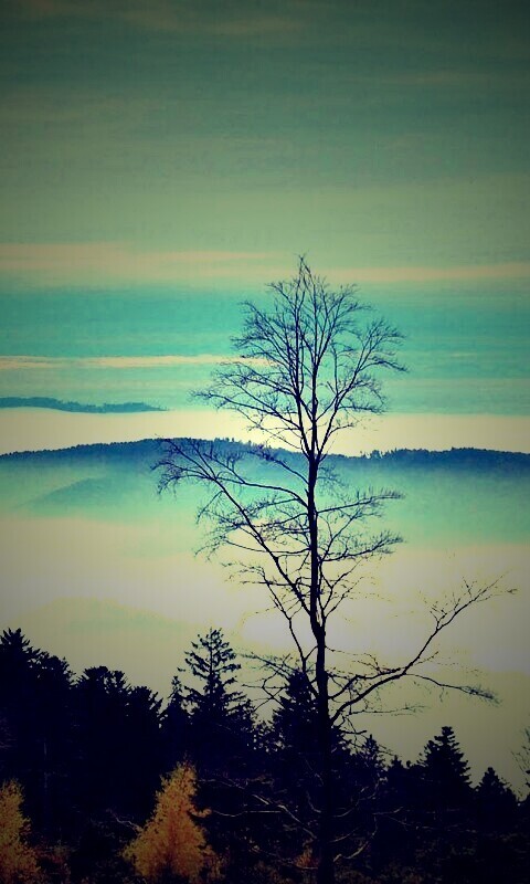 Холмы в тумане обои