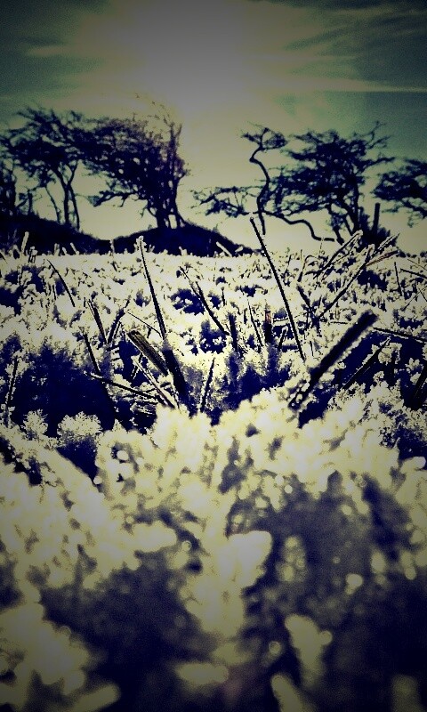 Утренний мороз обои