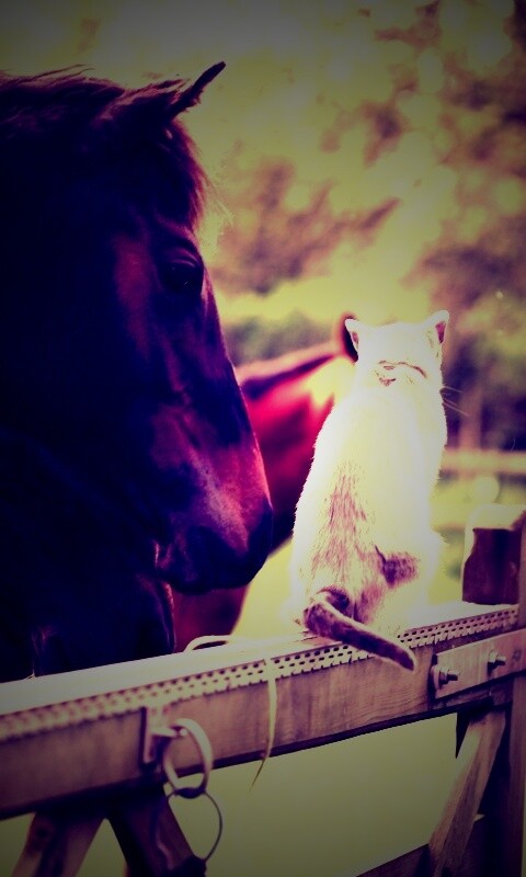 Друзья обои