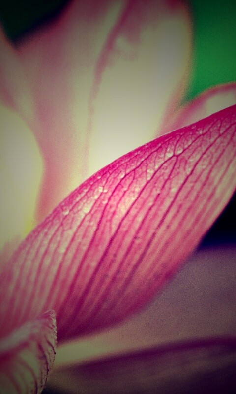 Лепестки цветов обои