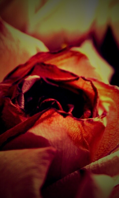 Увядающая роза обои