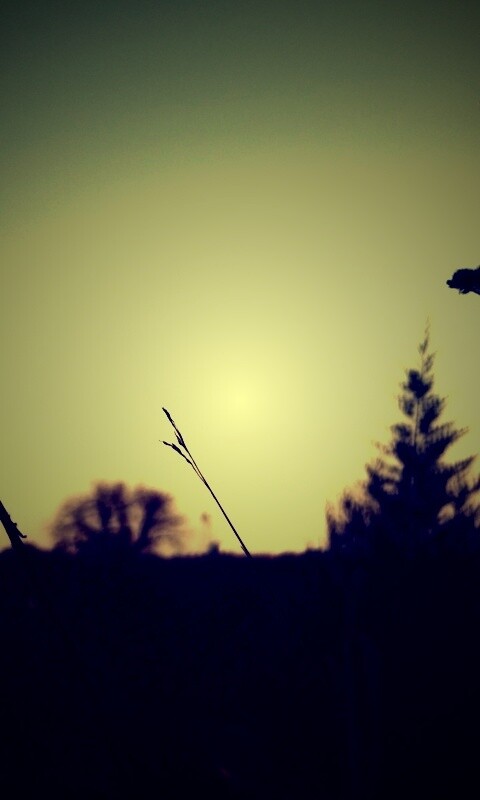 Вечерний луг обои