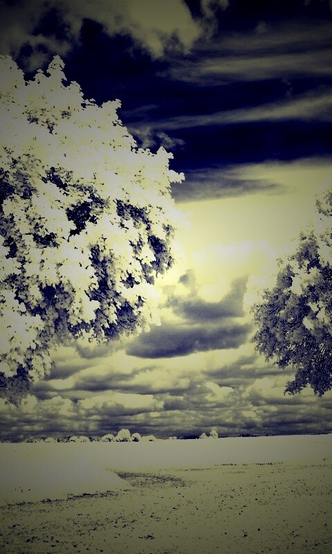 Деревья в цвету обои