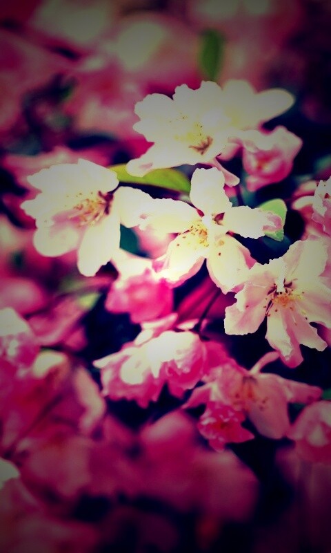 Весенние цветы обои