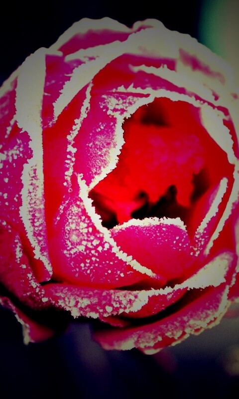 Роза в иние обои