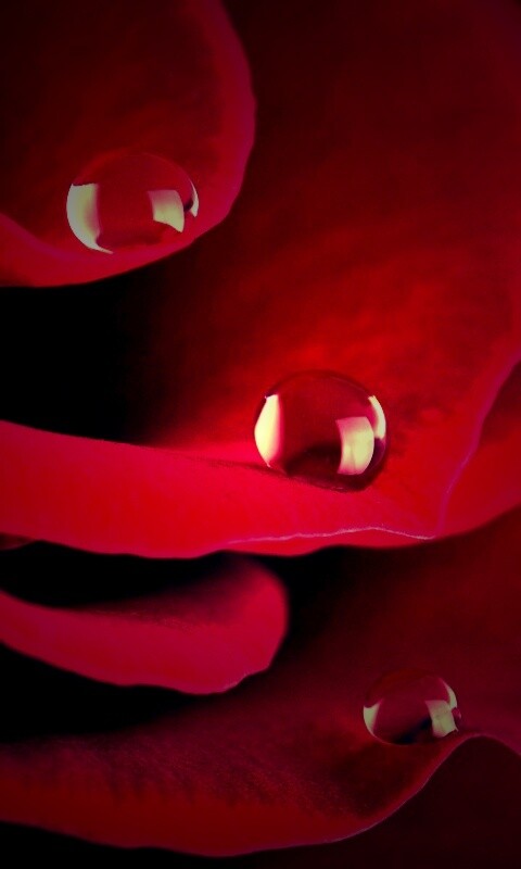 Капли росы на лепестках розы обои