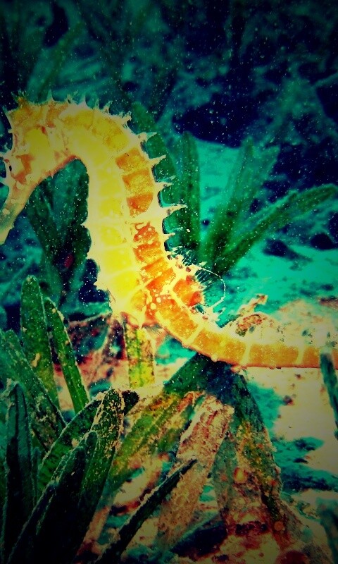 Морской конек обои