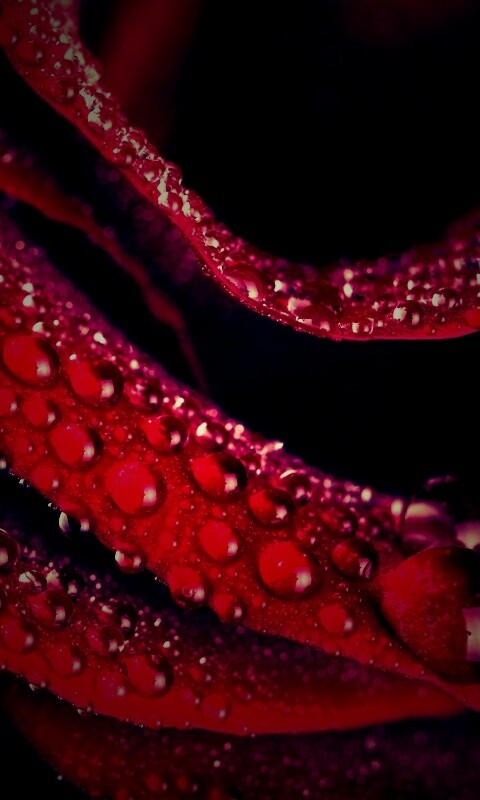 Роза в каплях обои