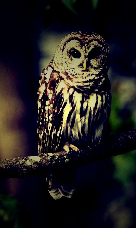 Сова на ветке обои