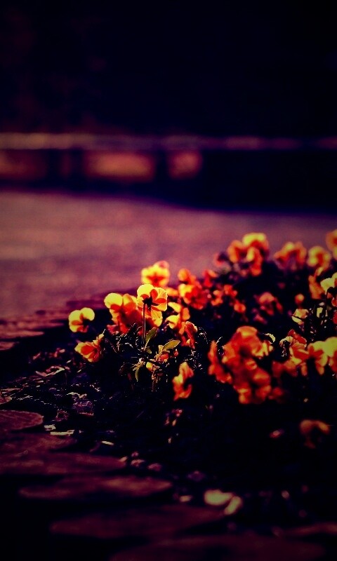 Красивая цветочная клумба обои